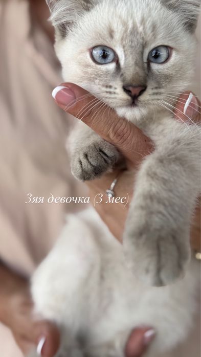 Отдаем котят бесплатно, 3 месяца