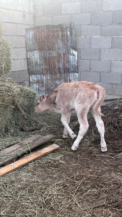 Бузаулы Сиыр сатылады