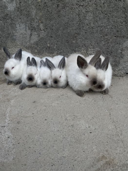 Кролики Калифорнийский