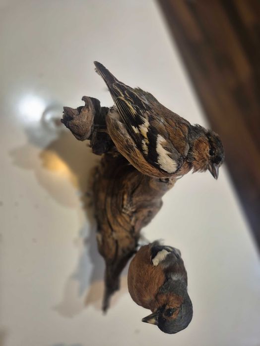 Animale ,pasari inpaiate,taxidermie