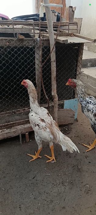 Зоти тозс турк сотилади