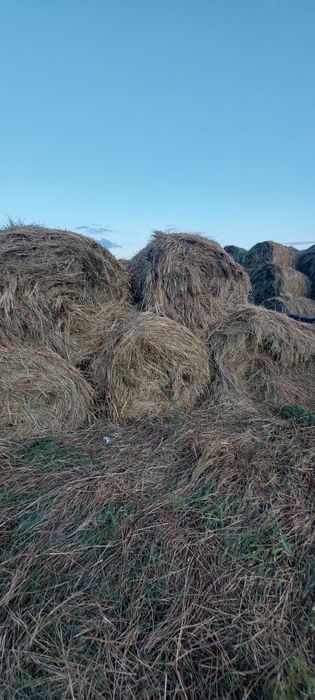 Продам сено в рулонах