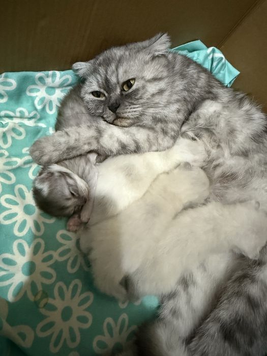 Продается котенок