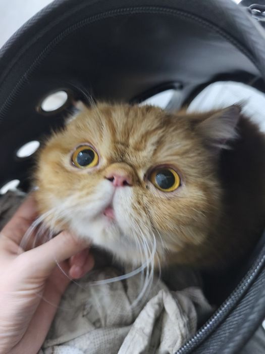 Отдам кошку в хорошие руки