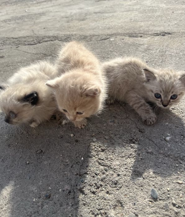 Бесплатно кошки мальчики