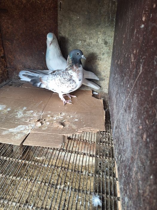 Продаётся голубей