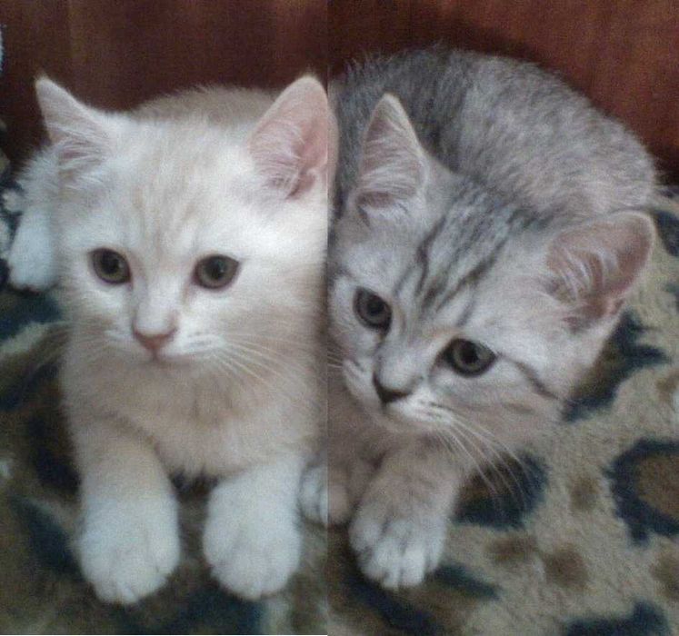 Помощь по уходу за животными