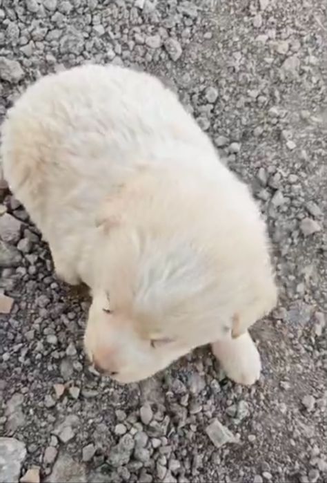 Щенки в добрые руки