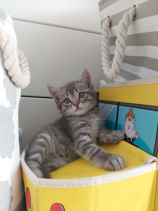 Отдам котёнка в добрые руки