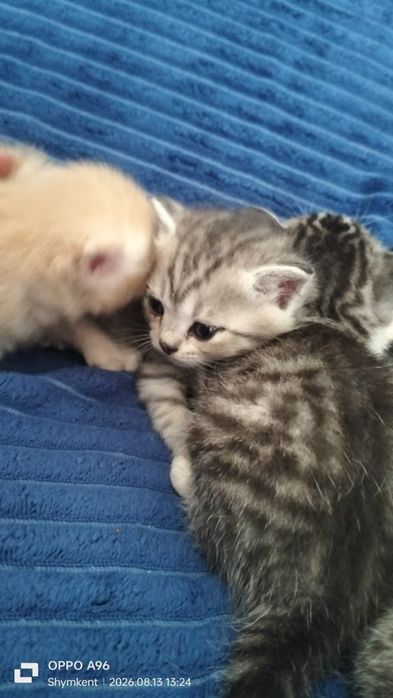 Котята . Мама скоттиш-страйт прямоухая папа неизвестный