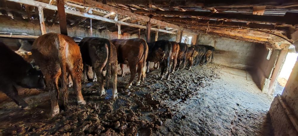 Бұқалар сатылады (2-2,5 жас) стояк быки