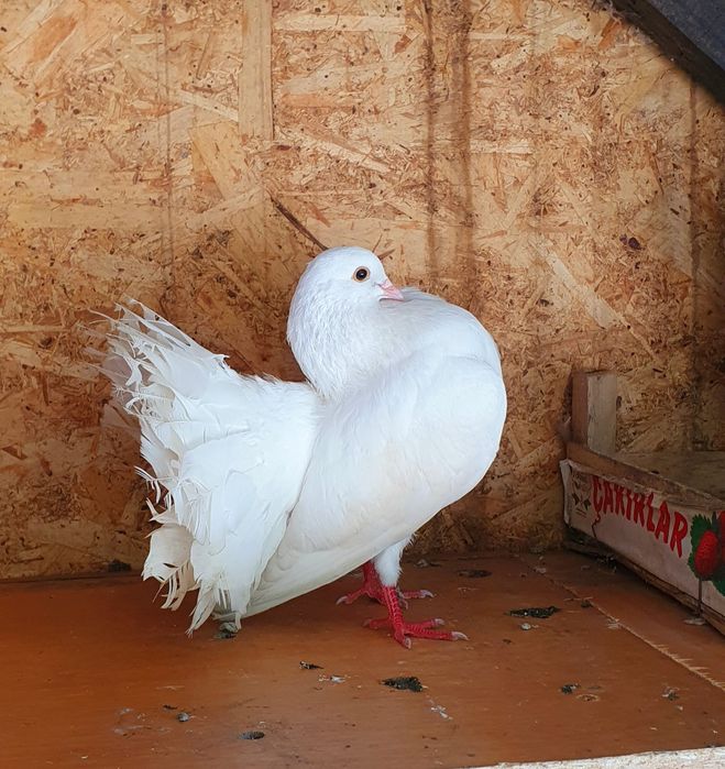 Vand porumbei Curcani/Voltati