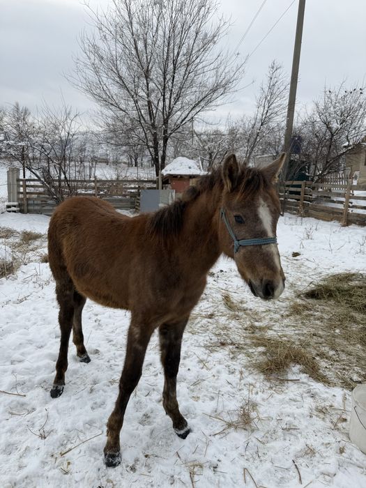 Жабағы, жабагы , тай