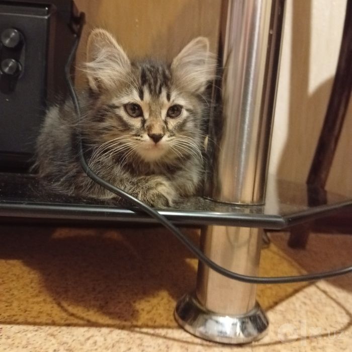 Котёнок мальчик в добрые руки