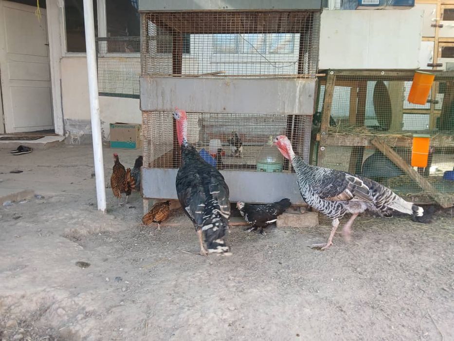 Kurka Induk soyishka tayor bokilgan