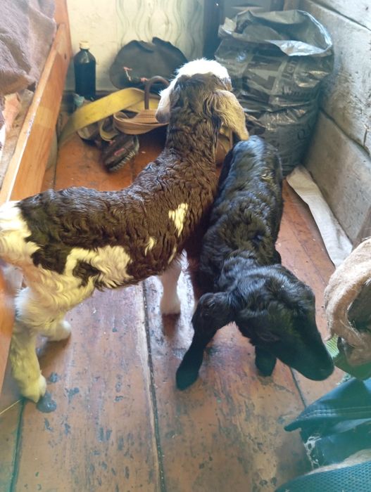 Ягнята  маленькие