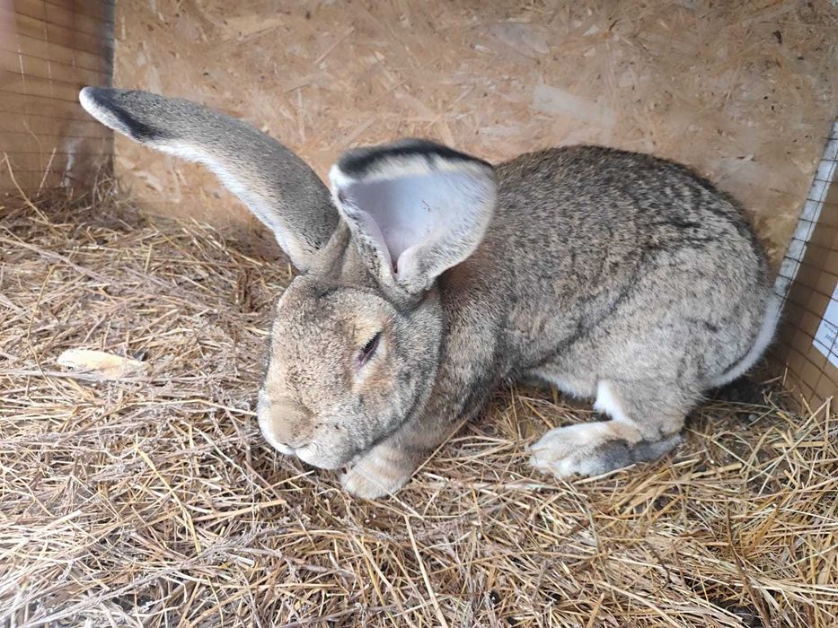 Продам кроликов !