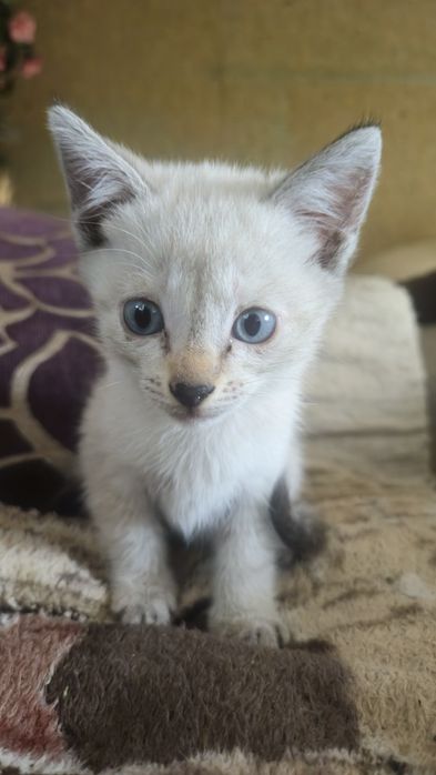 Отдам котят в надежные руки