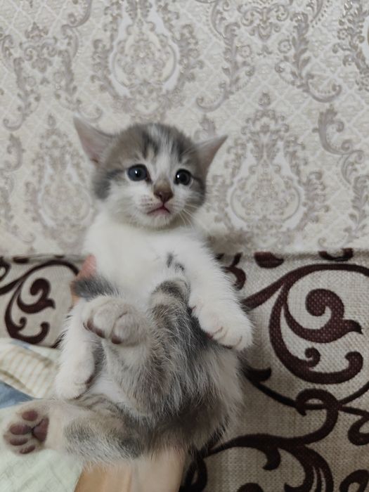 Отдам котят в добрые руки