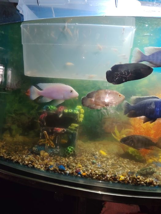 Аквариум сотилади барча жихозлари ва баликлари бн