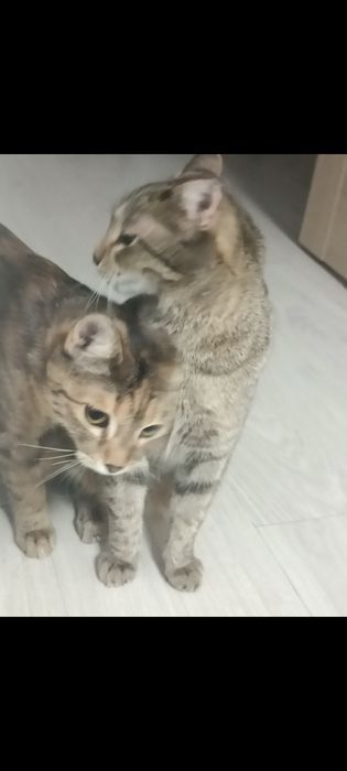 Отдам кошку в добрые руки