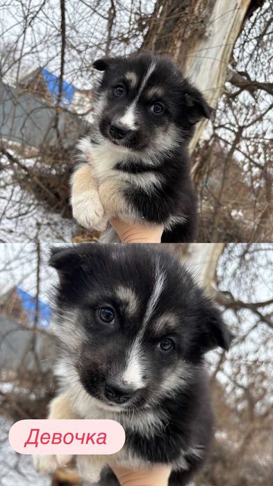 Щенята в хорошие руки