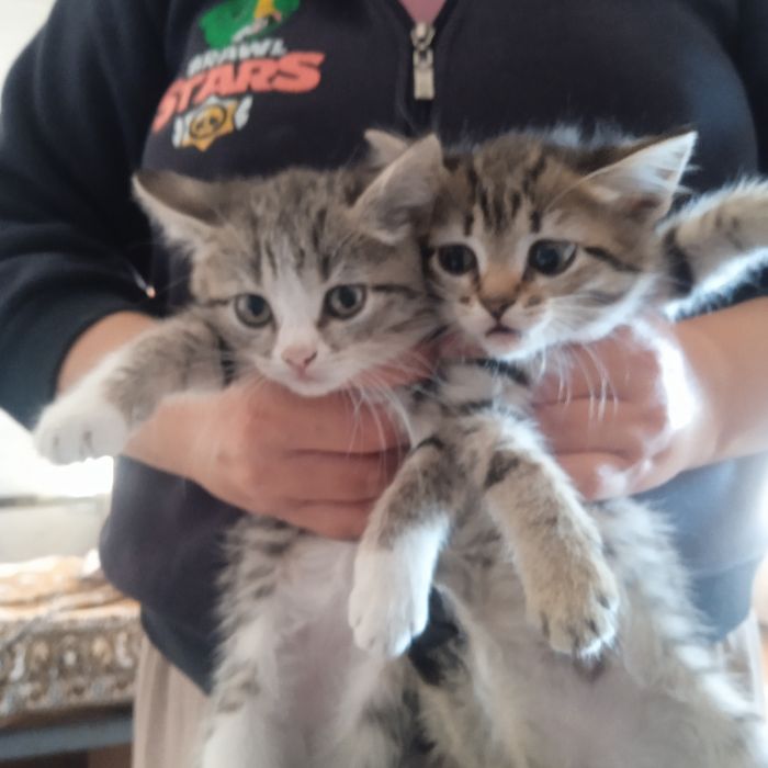 Отдаю котят бесплатно