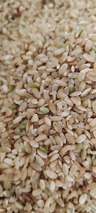 Мәскеу облысында BDSM қай жерде орналасқан?