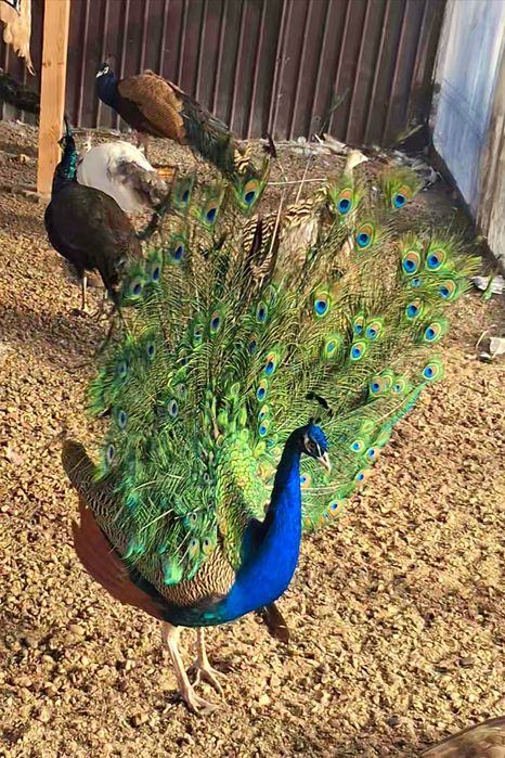 Mascul paun standard  !