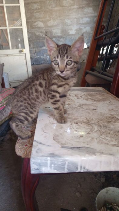 Отдам в добрые руки кошечку