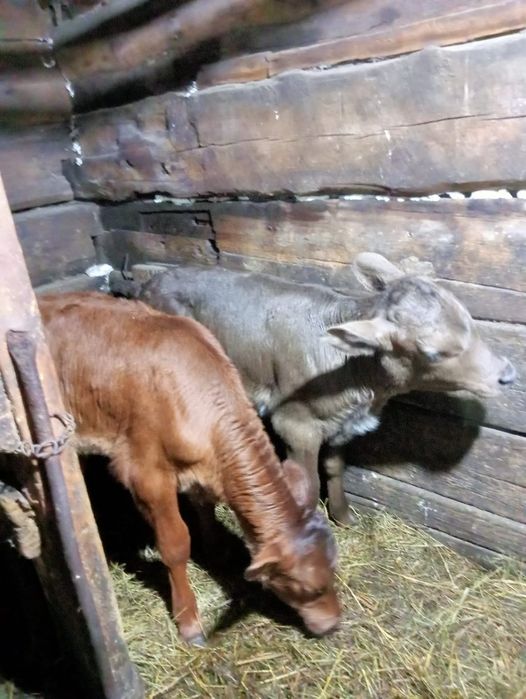 Продам телят телок