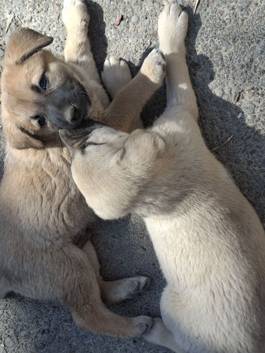 Отдам щенков в хорошие руки. Символическая оплата - 50.000.