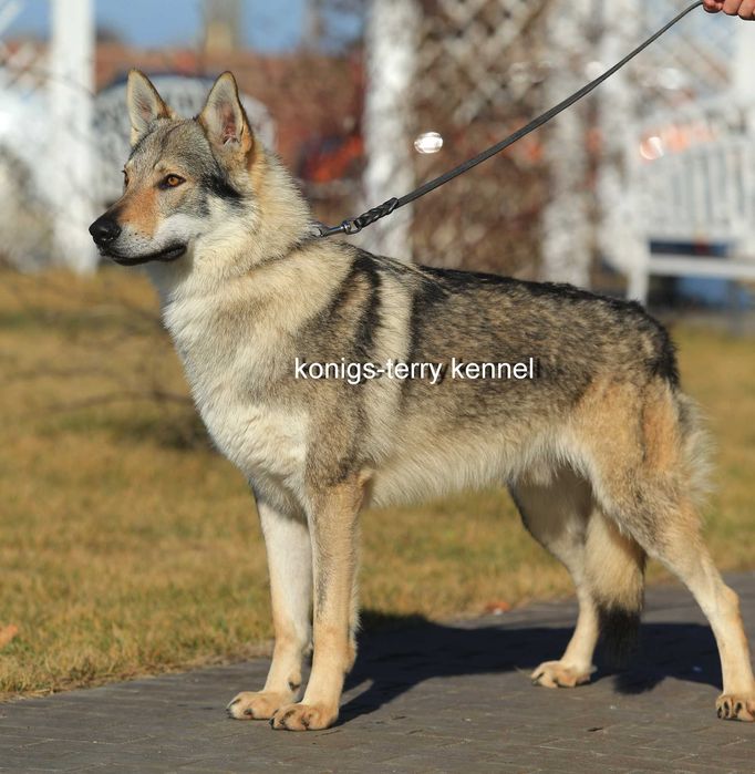 pui lup cehoslovac calitate deosebita