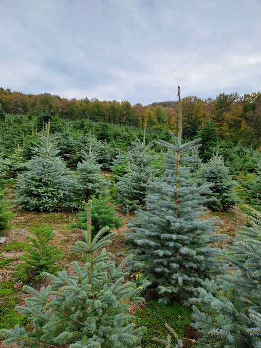 brazi argintii si normandian diferite dimensiuni pentru craciun