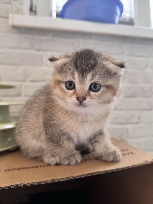 продается котенек