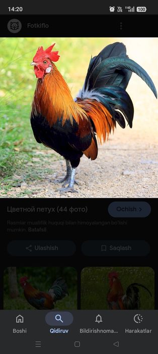 Xo‘roz sotiladi damashni