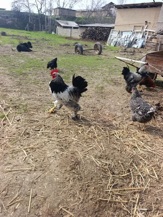 Тоза брама хорозлари хали ёш 2та сотилади нарх 300мингдан келишам тоза