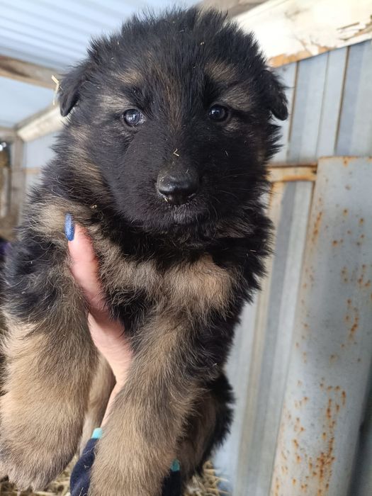 Щенки немецкой овчарки