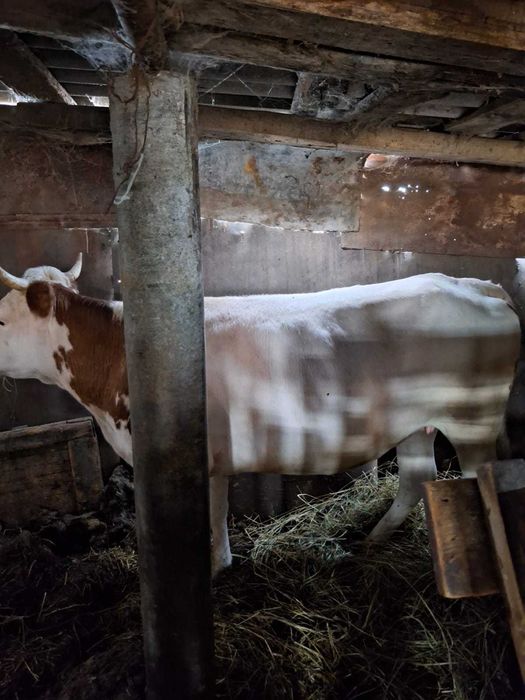 Продам корову откормленную