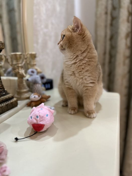 Kотята зoлотой шиншиллы