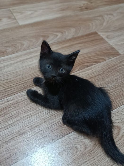 Отдам котят, возраст 2 месяца