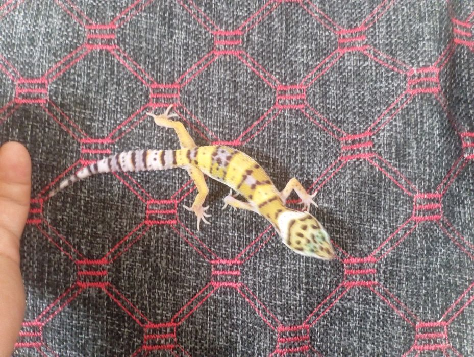 Молодые эублефары.