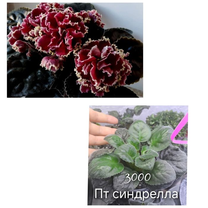 Клеродендрум Шмидта