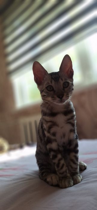Бенгальские котята