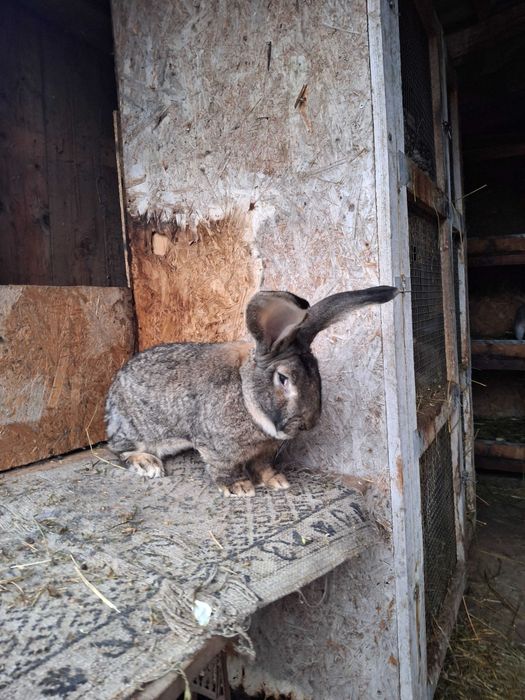 Masculi uriaș gri german