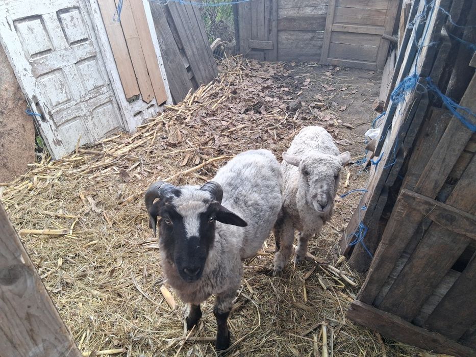 Vand miel cel cu coarne