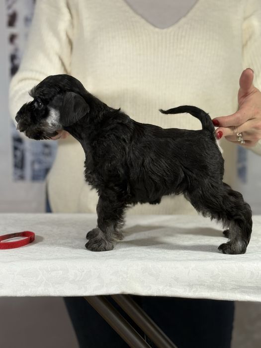 Schnauzer pitic negru-argintiu-cu pedigree
