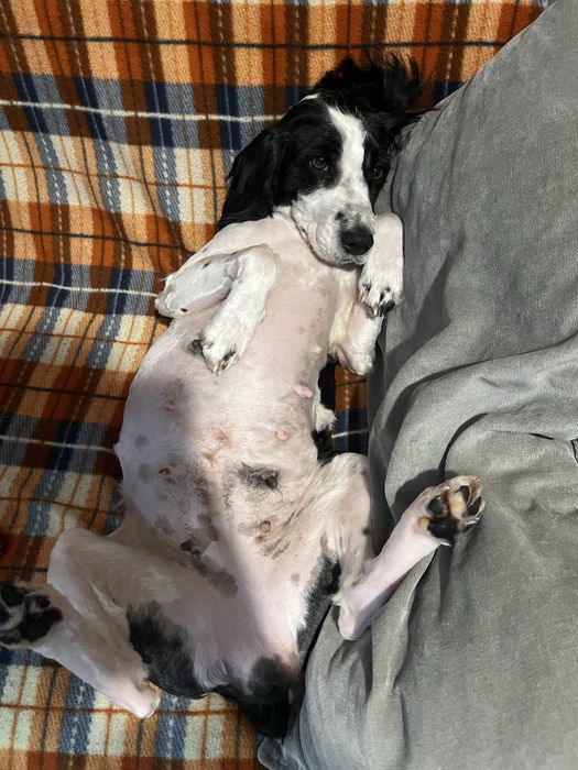 Метис спаниеля срочно ищет дом