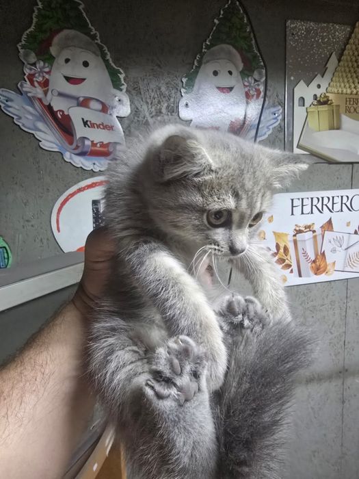 Отдам котят  в хорошие руки