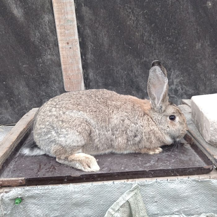 Продам случиных кролих